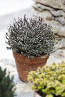 Lemon thyme 'silver queen' in a flowerpot