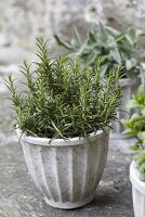 Rosemary in flowerpot