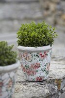 Oregano in a flowerpot