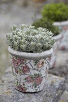 Curry plant in a flowerpot