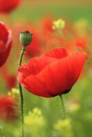 Red poppies