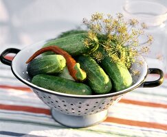 Fresh pickling cucumbers with chili pepper & dill in strainer