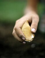 Hand holding large clove of garlic above earth