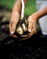 Hände halten frisch geernteten Knoblauch über der Erde