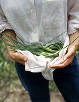 Man holding garlic leaves