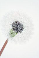 Dandelion Clock