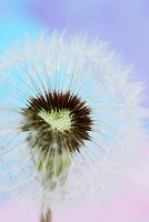 Close Up of a Dandelion Clock