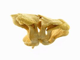 Mushrooms on White Background