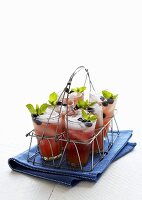 Glasses of Blueberry Lemonade in a Wire Drink Carrier; On a Blue Dish Cloth