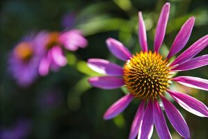 Purple Coneflower Growing Outdoors