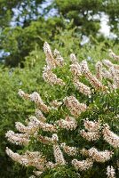 Kalifornien-Rosskastanie in Blüte