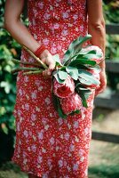 A woman holding a bunch of protea flowers behind her back