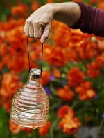 Hand holding a wasp trap