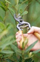 Gardening