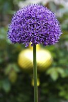 Chive flower