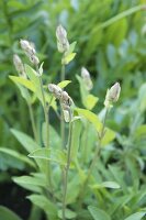 Flowering sage