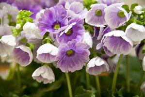 Purple German primroses