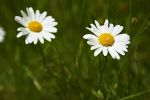 Marguerites in a meadow