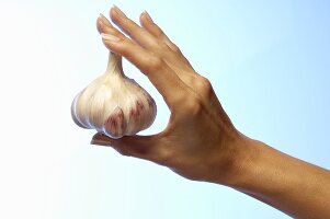 Woman's hand holding a garlic bulb