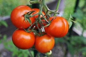 Ripe vine tomatoes