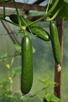 Cucumbers on the plant