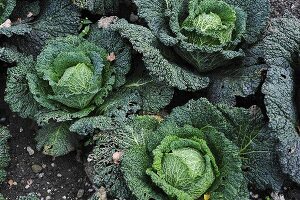 Savoy cabbage in a vegetable patch