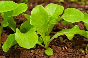 Leaf Lettuce in a Garden