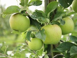 Apfelbaum mit Äpfeln der Sorte Mutsu