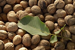 Walnuts in the sun with walnut leaf