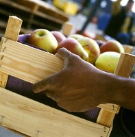 Holzkiste mit Äpfeln