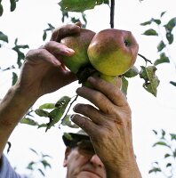 Man picking apples