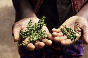 Hands holding bunches of green peppercorns