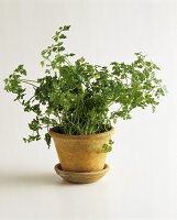 Chervil in a pot