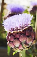 Artichoke flower