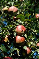 Mehrere rotbackige Äpfel am Baum 