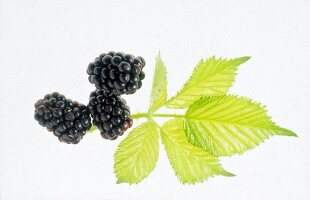 Drei Brombeeren neben Blättern als Freisteller