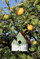 Vogelhaüschen aus bemaltem Holz mit Blechdach hängt im Zitronenbaum