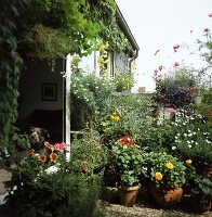 Terrasse, bepflanzt mit blühenden, einjährigen Sommerblumen