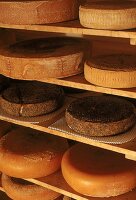 Verschiedene Käselaibe liegen im Kellerregal zu  Affinieren (Reifen)