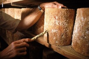 Stilton-Käse: Probebohrung z. Reifeprüfung im inneren d. Käselaibs