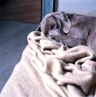 Weimaraner - Hündin schlafend auf einer beigen Wolldecke