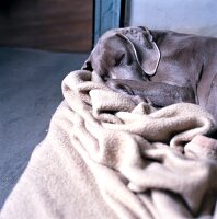 Bitch sleeping near beige rug