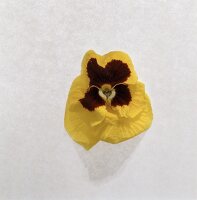 Gelbes Stiefmüttchen.(nur die Blüte)