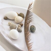 Close-up of quail eggs, pheasant eggs, chicken eggs and feather on white plate