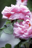 Rosafarbene Blüte der Rose 'Gertrude Jekyll'