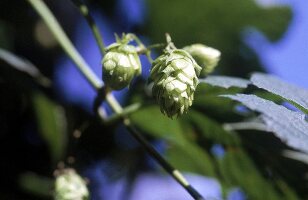 Hopfen aus dem bömischen Saaz 