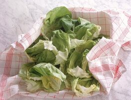 Salat Nicoise - Step 4 Salat waschen