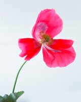 Close-up of poppy flower against white background