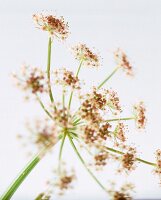 Close-up of umbel flower against white background