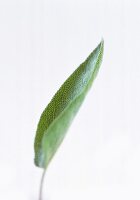Close-up of sage leaf against white background